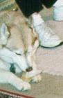 slug-dog.jpg